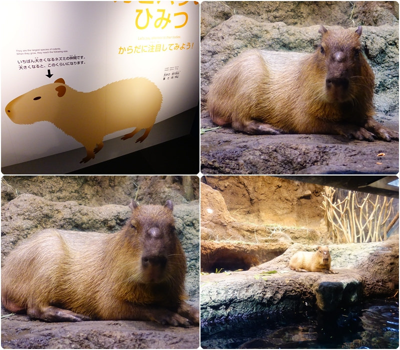 大阪旅遊景點推薦 大阪海遊館 天保山纜車osaka Aquarium Kaiyukan 一起來遨遊水底世界 大阪港 小美叮叮 旅遊看世界